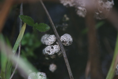 Poronia erici