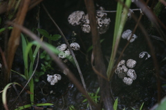 Poronia erici