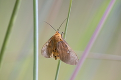 Asota