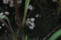 Poronia erici
