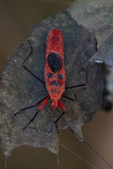 Macrocheraia grandis