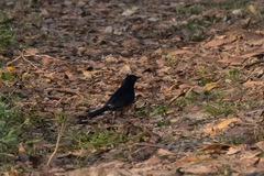 Copsychus malabaricus