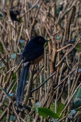 Copsychus malabaricus