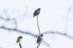 Acridotheres grandis