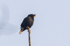 Acridotheres grandis