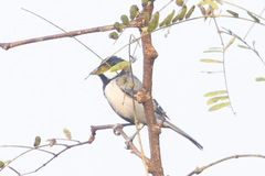 Parus cinereus
