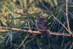 Copsychus malabaricus