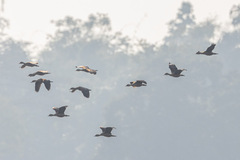 Dendrocygna javanica