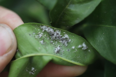 Aphis spiraecola