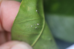 Aphis spiraecola