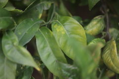 Aphis spiraecola