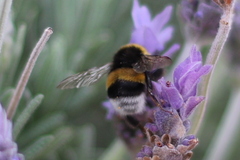 Bombus