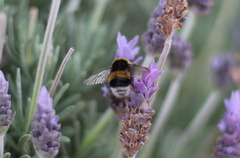 Bombus