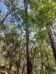 Eucalyptus curtisii