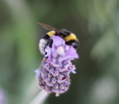 Bombus