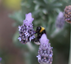 Bombus