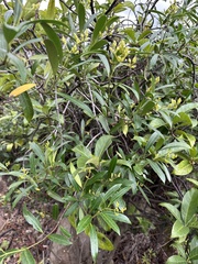 Anodendron affine