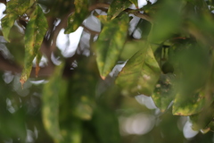 Aphis spiraecola