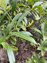 Anodendron affine