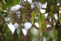 Aphis spiraecola