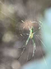 Leucauge decorata