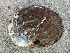 Haliotis rubra