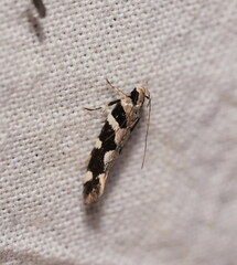 Macrobathra baliomitra