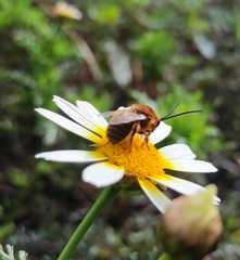 Eucera algira