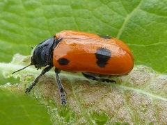 Clytra quadripunctata