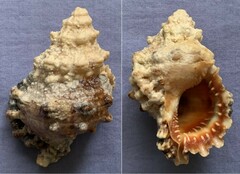 Tutufa rubeta