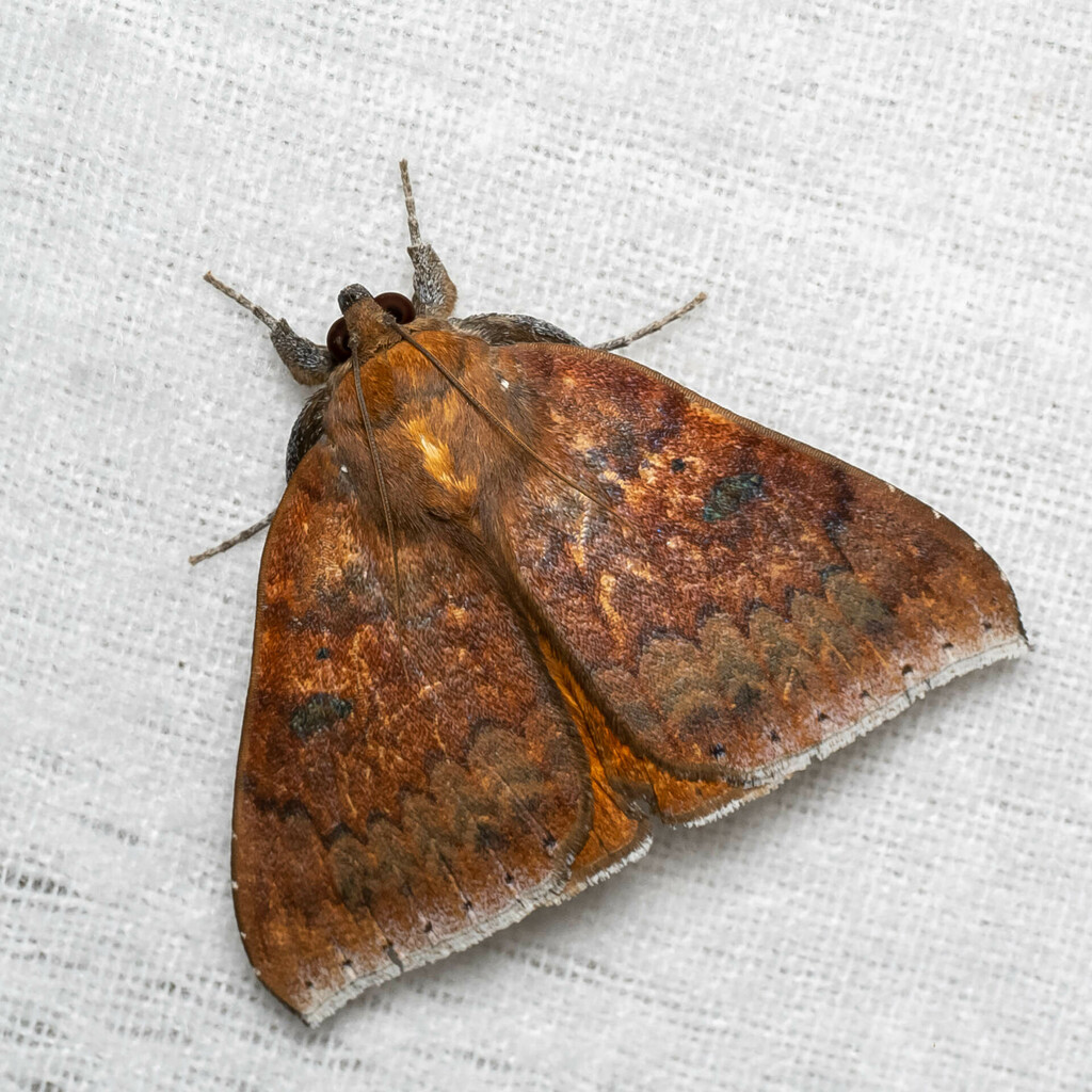 Achaea euryplaga