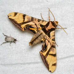 Batocnema coquerelii