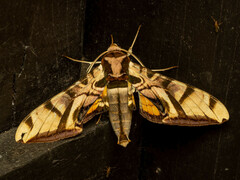 Batocnema coquerelii