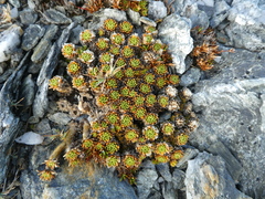 Hectorella caespitosa