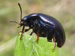 Chrysolina sturmi