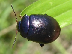 Chrysolina sturmi
