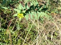Euphorbia serrata
