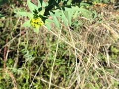 Euphorbia serrata