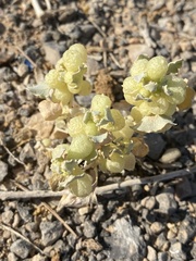 Atriplex holocarpa