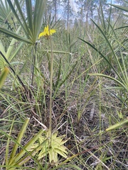 Pinguicula lutea