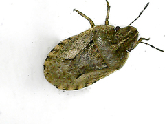 Sciocoris