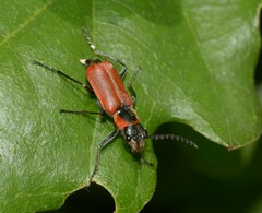 Clanoptilus rufus