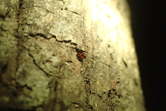 Sticholotis punctata