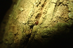 Sticholotis punctata