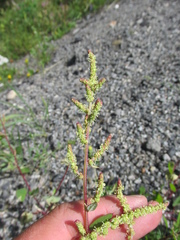 Chenopodium acuminatum