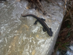 Triturus carnifex