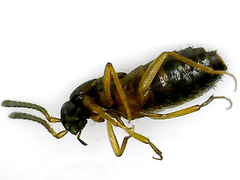 Aleochara