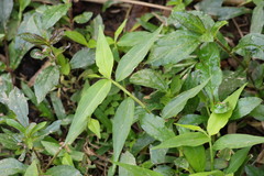 Commelina diffusa