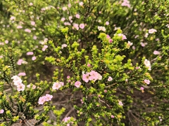 Euchaetis albertiniana