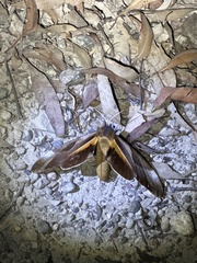 Coequosa triangularis